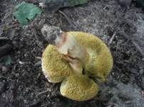 Rotfleischiger Rotfußröhrling, Foto 5