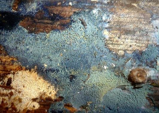 Blauer Schwarzzahn, Foto 2