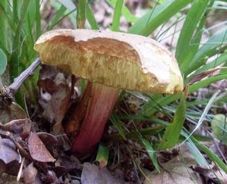 Rotfußröhrling, Foto 6