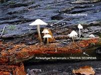 Rotköpfiger Schleimpilz, Foto 28