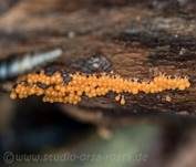 Rotköpfiger Schleimpilz, Foto 43