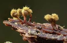 Rotköpfiger Schleimpilz, Foto 66