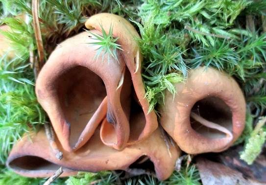Rötliche Becherlorchel, Foto 2