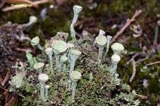 Rötliche Trompetenflechte, Foto 8