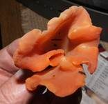 Rötlicher Gallerttrichter, Foto 12