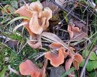 Rötlicher Gallerttrichter, Foto 16