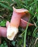 Rötlicher Gallerttrichter, Foto 21