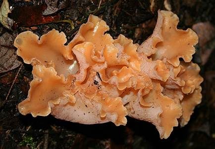 Rötlicher Gallerttrichter, Foto 4