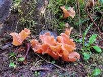 Rötlicher Gallerttrichter, Foto 22