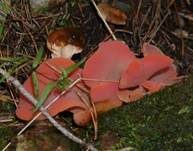 Rötlicher Gallerttrichter, Foto 25