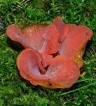 Rötlicher Gallerttrichter, Foto 32