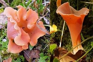 Rötlicher Gallerttrichter, Foto 1