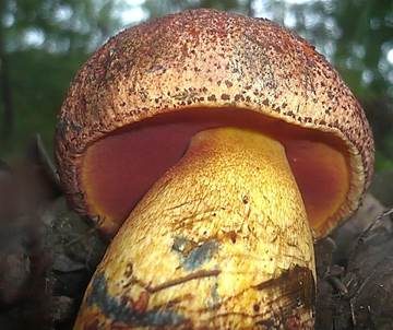 Blaufleckender Purpurröhrling, Foto 2