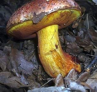 Blaufleckender Purpurröhrling, Foto 3