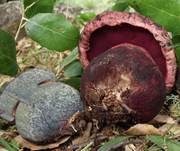 Blaufleckender Purpurröhrling, Foto 9