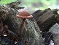 Rötlicher Lacktrichterling, Foto 19