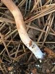 Rötlicher Lacktrichterling, Foto 30