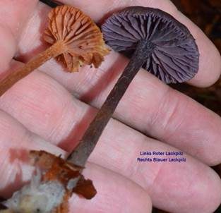 Rötlicher Lacktrichterling, Foto 6