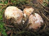 Rötlicher Wurzeltrüffel, Foto 18