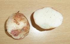 Rötlicher Wurzeltrüffel, Foto 26