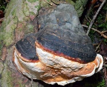 Rotrandiger Baumschwamm, Foto 3