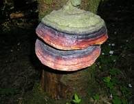 Rotrandiger Baumschwamm, Foto 14
