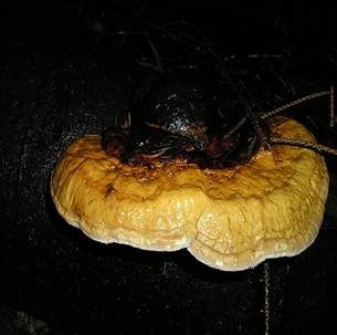 Rotrandiger Baumschwamm, Foto 4