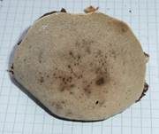Rotrandiger Baumschwamm, Foto 41