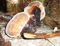 Rotrandiger Baumschwamm, Foto 46