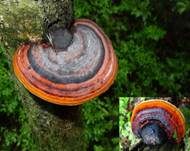 Rotrandiger Baumschwamm, Foto 50