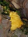 Rotrandiger Baumschwamm, Foto 59