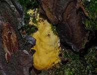 Rotrandiger Baumschwamm, Foto 61