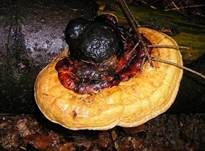Rotrandiger Baumschwamm, Foto 8