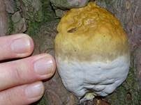 Rotrandiger Baumschwamm, Foto 65