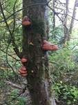 Rotrandiger Baumschwamm, Foto 68