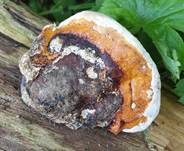 Rotrandiger Baumschwamm, Foto 76