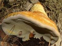 Rotrandiger Baumschwamm, Foto 79