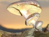 Rotschuppiger Flämmling, Foto 12
