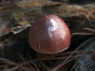Rotschuppiger Flämmling, Foto 4