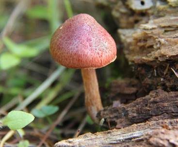 Rotschuppiger Flämmling, Foto 5