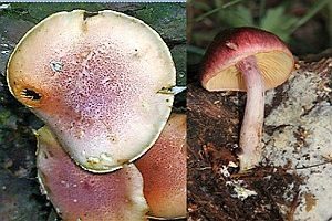 Rotschuppiger Flämmling, Foto 1