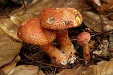Rotschuppiger Raukopf, Foto 9