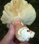 Rotstieliger Ledertäubling, Foto 14