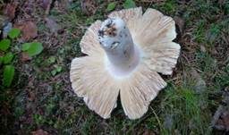 Rotstieliger Ledertäubling, Foto 19