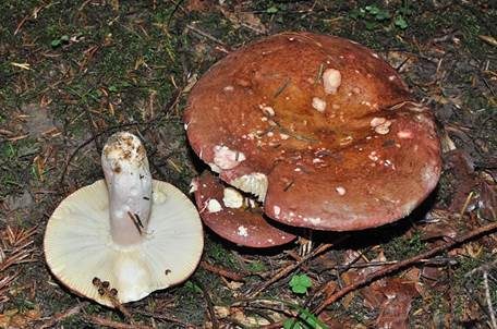 Rotstieliger Ledertäubling, Foto 4