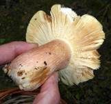 Rotstieliger Ledertäubling, Foto 27