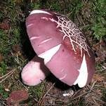 Rotstieliger Ledertäubling, Foto 7