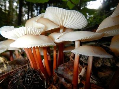 Rotstieliger Rübling, Foto 2