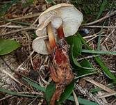 Rotstieliger Rübling, Foto 17