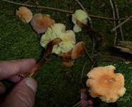 Rotstieliger Rübling, Foto 26